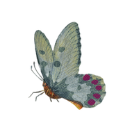 Butterfly decoration 3