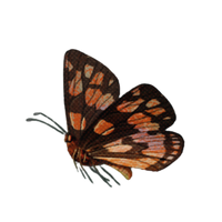 Butterfly decoration 5